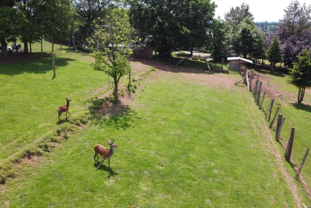 Le Grand Cerf 25 Pers, Malmedy- Chalet Rustique, Jardin Ngoại thất bức ảnh